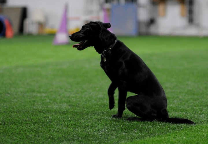 Observe a Black German Shepherd confidently navigating an artificial grass training course designed for dogs. Explore the advantages of fake grass for dogs, a pet-safe and durable surface that supports training and playtime activities for your beloved canine companion.