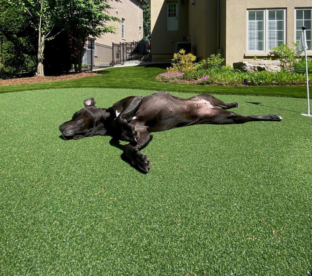 The perfect combination of relaxation and playfulness as a dog lounges on an artificial grass putting green, showcasing a pet-friendly surface that offers both a designated area for interactive fun and training and a comfortable resting spot.