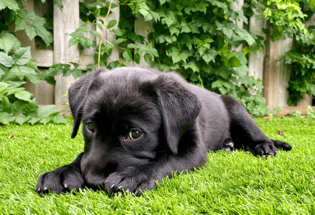 Delight in the adorable sight of a Black Labrador puppy enjoying the comfort of soft, luxurious artificial grass, 100% safe for dogs.