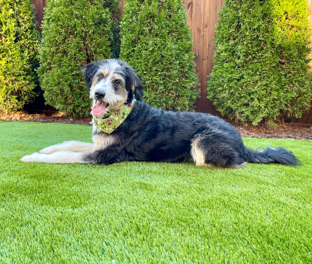 Marvel at the adorable sight of a Bernedoodle lounging on artificial turf made for dogs while wearing a stylish bandana.