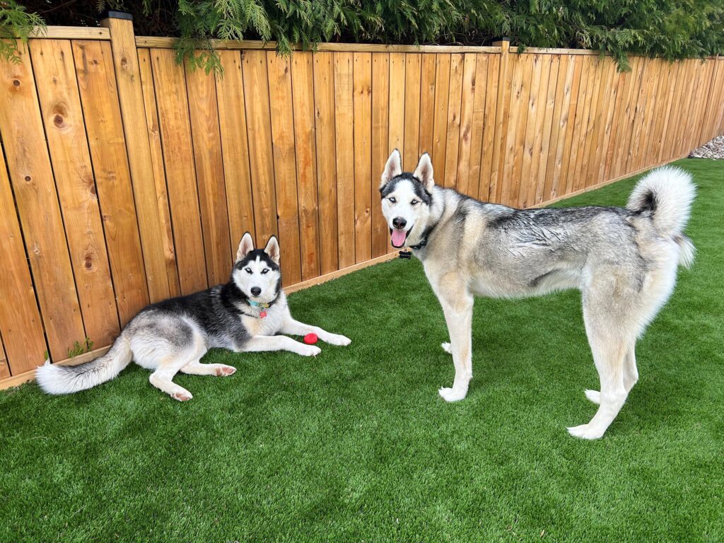 See the joy of two huskies enjoying an artificial grass lawn designed specifically for dogs. A Pet-friendly and low-maintenance solution that provides a safe and comfortable space for your furry friends.