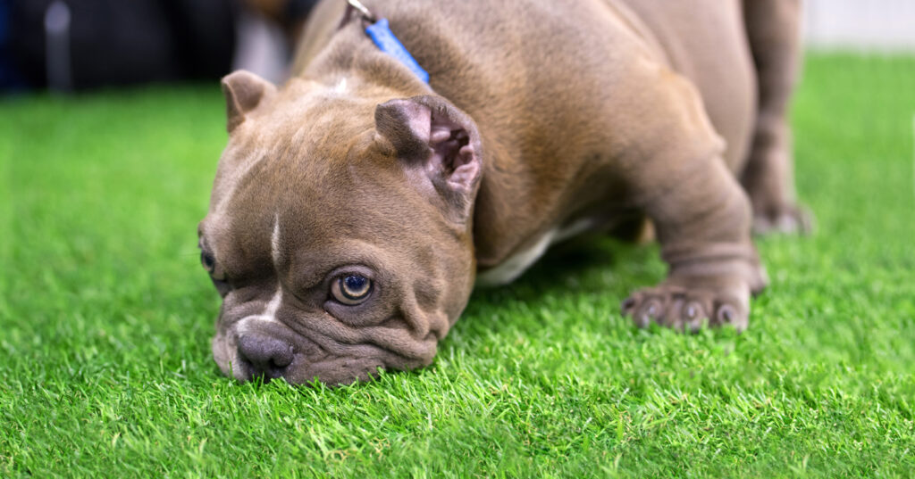 Observe a curious Pitbull exploring pet-friendly artificial grass for dogs. highlighting a pet-safe and odor-resistant surface that provides a safe and inviting environment for your loyal companion to explore and enjoy.