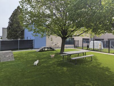 Enrichment for dogs with pet-friendly artificial grass at the Hamilton-Burlington SPCA outdoor enrichment area