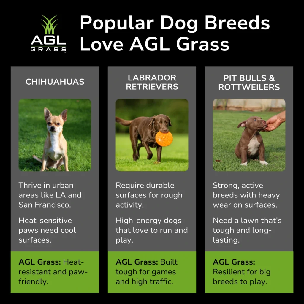 Comparison chart featuring chihuahuas, Labrador Retrievers, and Pit Bulls with AGL artificial grass benefits.