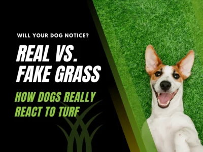 Do dogs like artificial grass? A happy dog lies on lush green turf, showing relaxed turf behaviour.