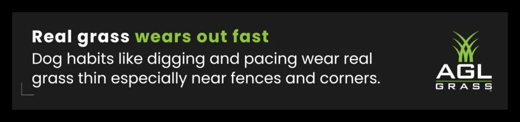 Visual callout illustrating how natural grass dog damage occurs from digging, pacing, and daily wear, especially near fences and corners.